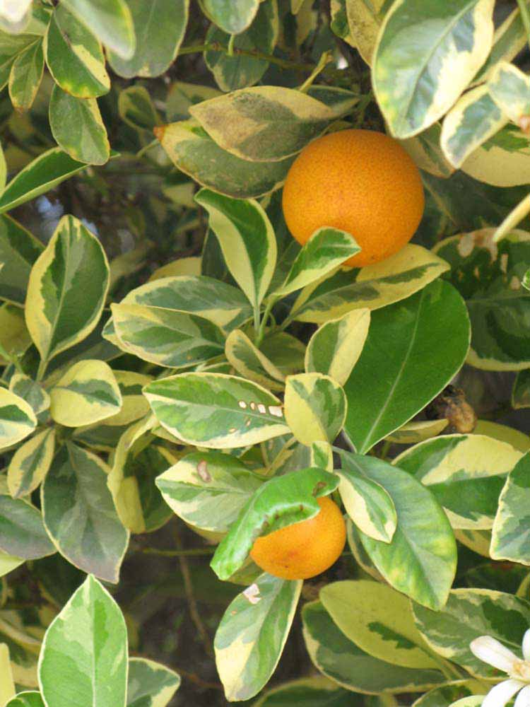              Shade leaves (Riverside, CA)       
